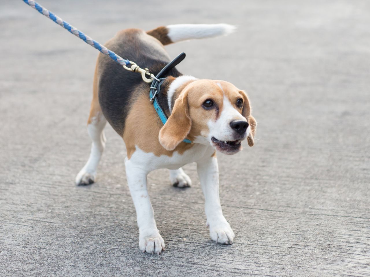 Barking beagle dog