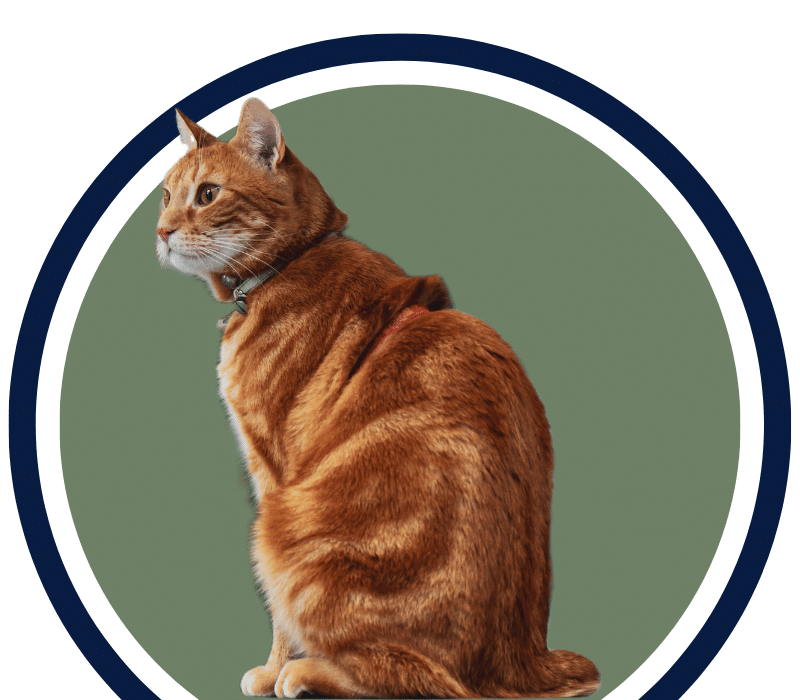 Cute cat Cute cat