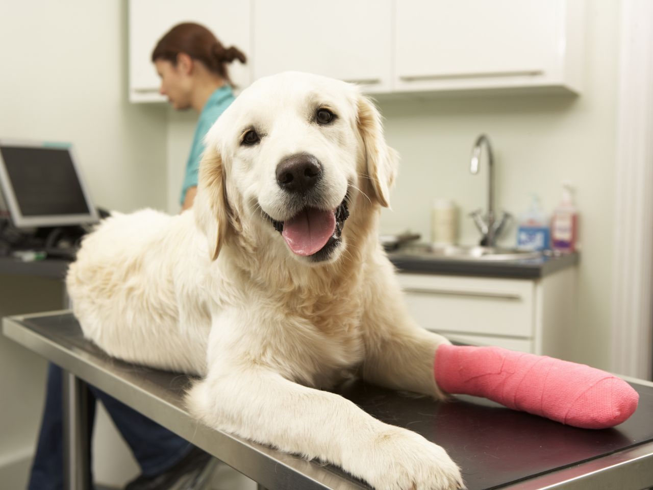 Veterinary surgeon treating dog