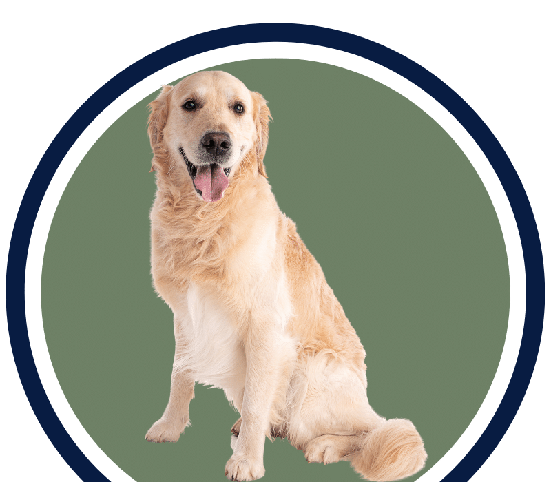 Golden retriever dog sitting forward Golden retriever dog looking forward