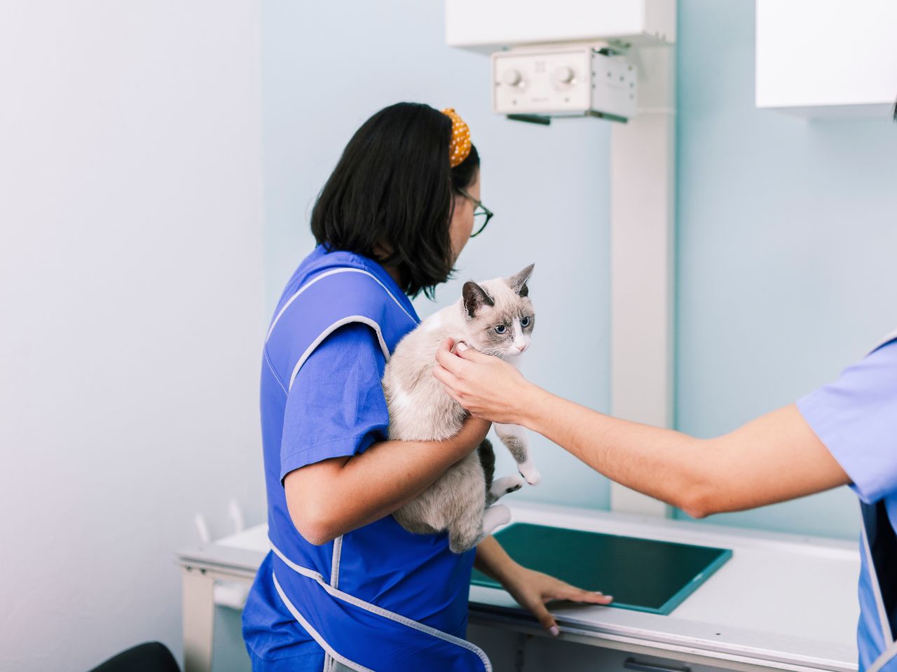 Vets with cat in x-ray room