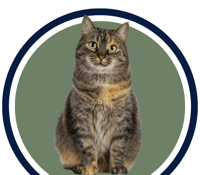 cat sitting in a circle
