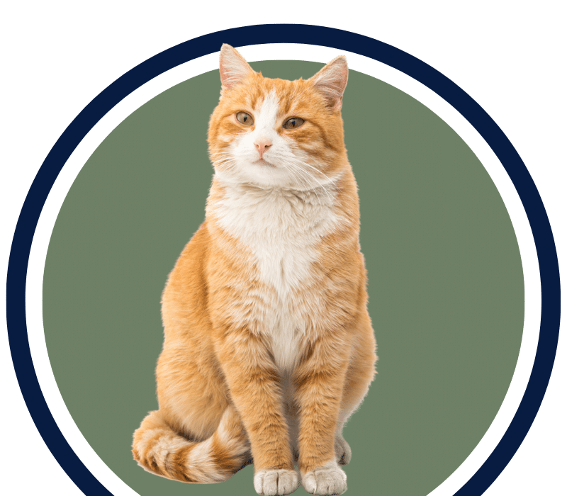 Red cat