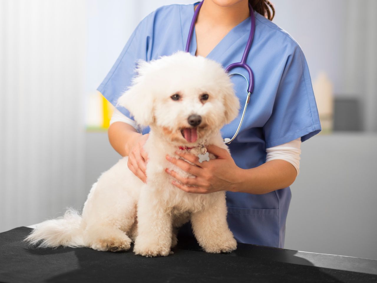 Vet holding a puppy