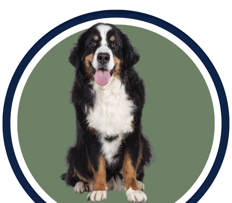 Dog sitting in a circle