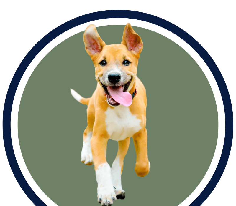 dog running with its tongue out