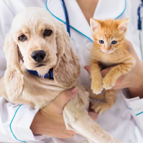 a-dog-and-cat-in-a-doctors-hands