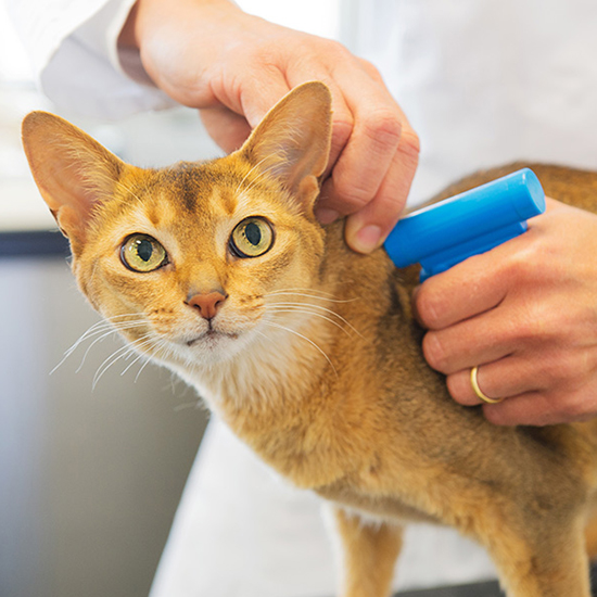 a-person-holding-a-microchip-machine