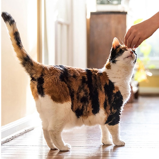 a-person-petting-a-cat