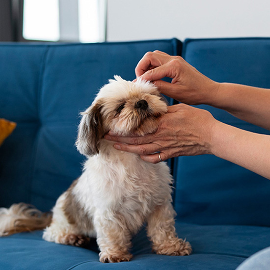 a-person-petting-a-dog