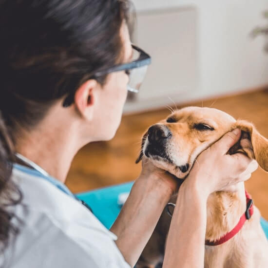 a-person-with-a-stethoscope-holding-a-dog