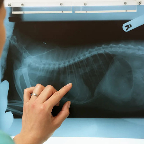 a-vet-pointing-at-x-ray