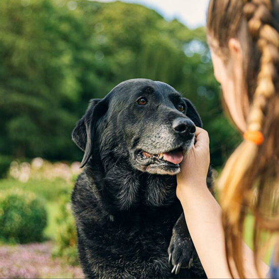 caring-for-senior-dog