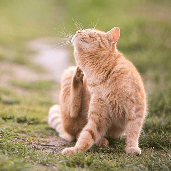 cat sitting on the grass