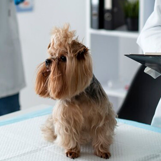 cute-dog-during-consultation
