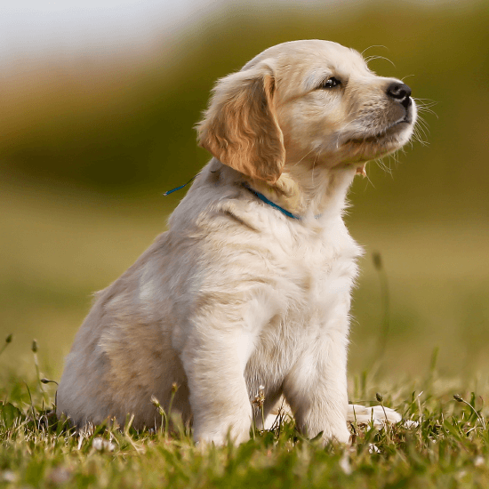 cute-puppy-sitting-on-the-grass
