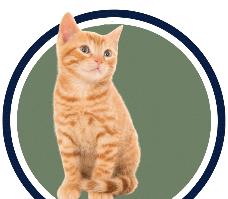 kitten sitting in the circle