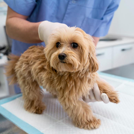 vet-helping-a-dog